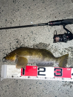 アイナメの釣果