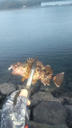 カサゴの釣果