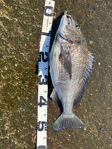 クロダイの釣果