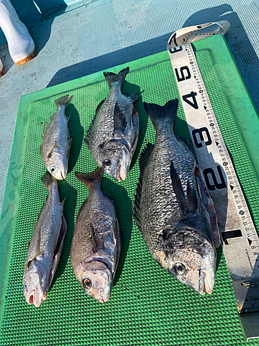 クロダイの釣果