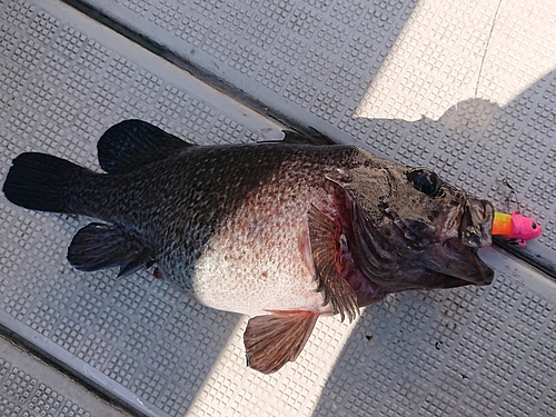 マゾイの釣果