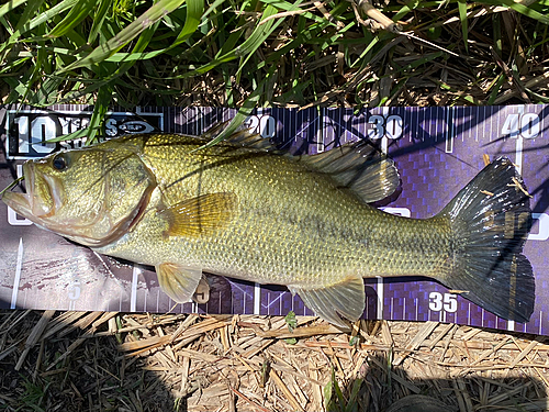 ラージマウスバスの釣果