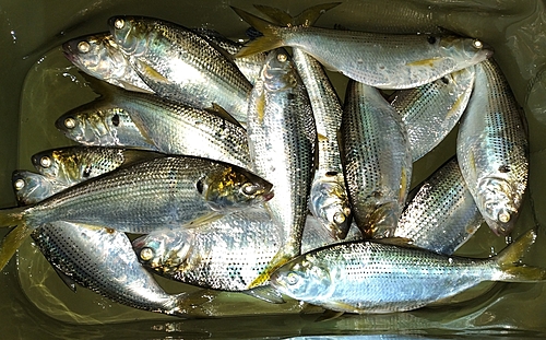 カタクチイワシの釣果