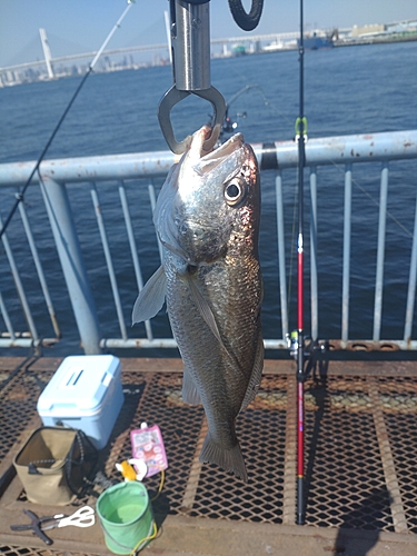 イシモチの釣果