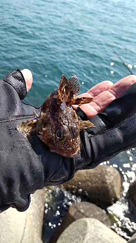 ガシラの釣果