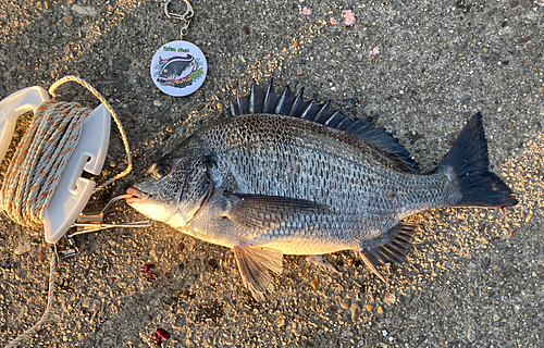 クロダイの釣果