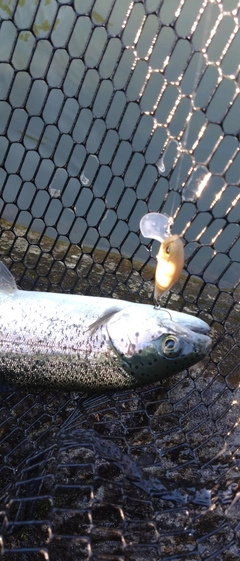 ニジマスの釣果