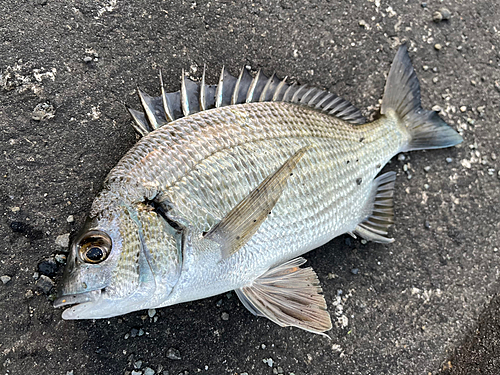 ミナミクロダイの釣果