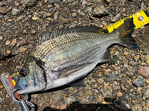 ミナミクロダイの釣果