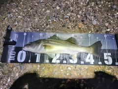 フッコ(マルスズキ)の釣果