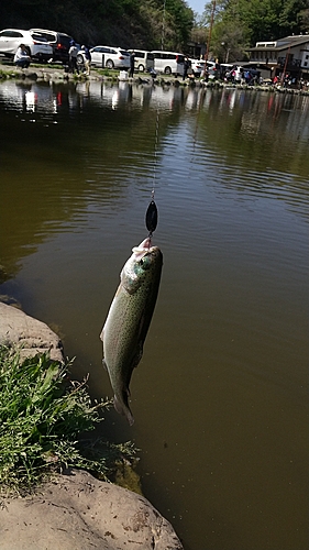 ニジマスの釣果