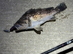 クロソイの釣果