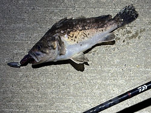 クロソイの釣果