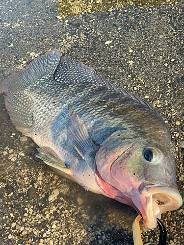 ティラピアの釣果