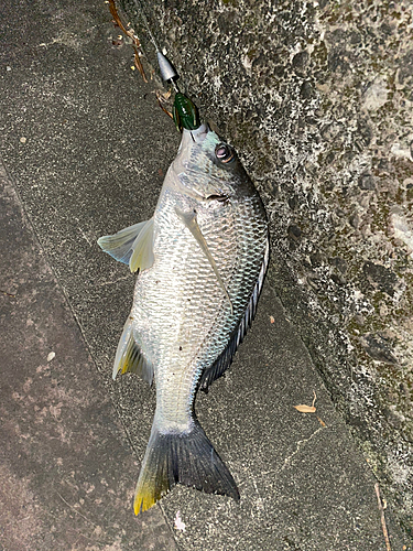 キビレの釣果