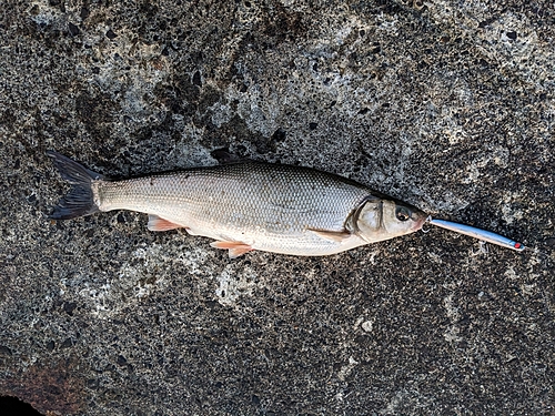 マルタウグイの釣果