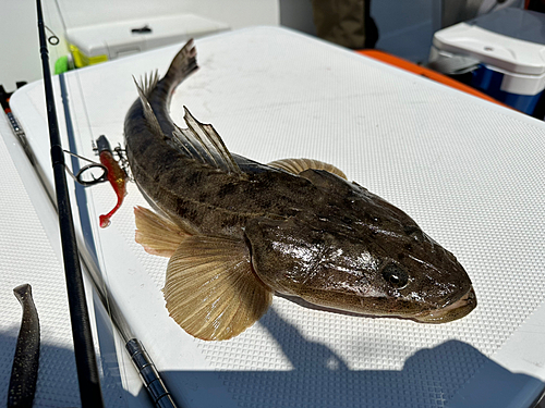 マゴチの釣果