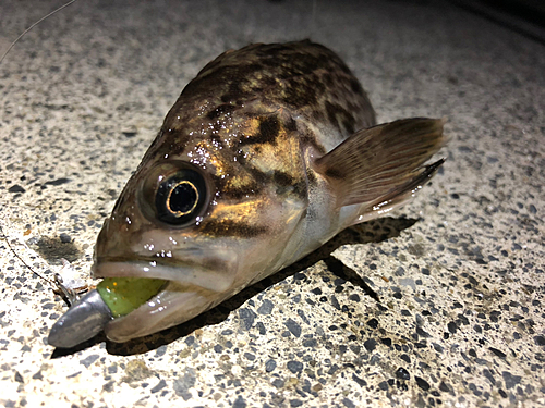 クロソイの釣果