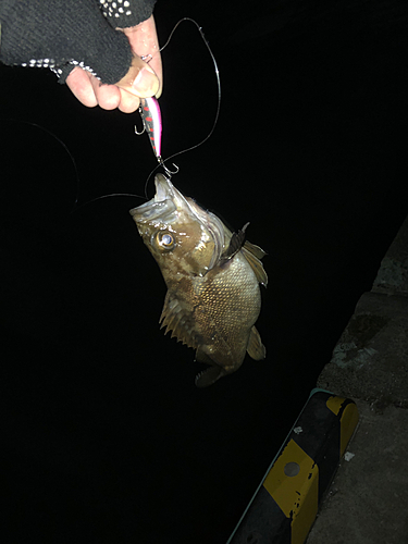 ガヤの釣果