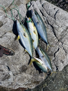 ブリの釣果