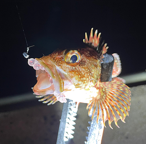 カサゴの釣果