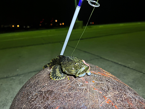 ギスカジカの釣果