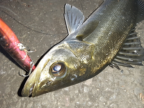 シーバスの釣果