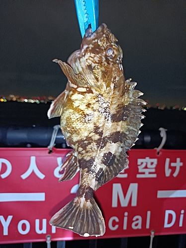 カサゴの釣果