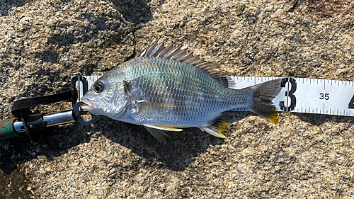 キチヌの釣果