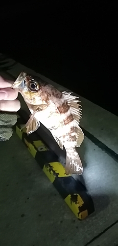 メバルの釣果