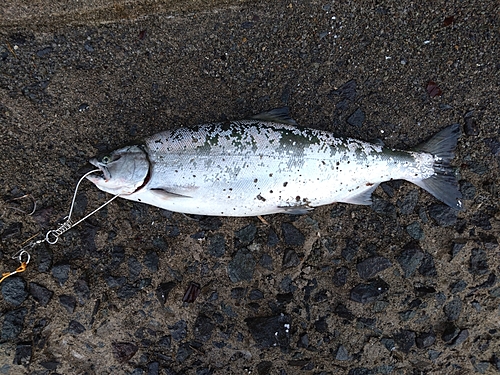 サクラマスの釣果