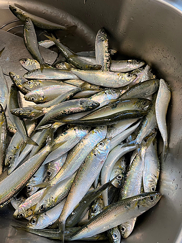 カタボシイワシの釣果