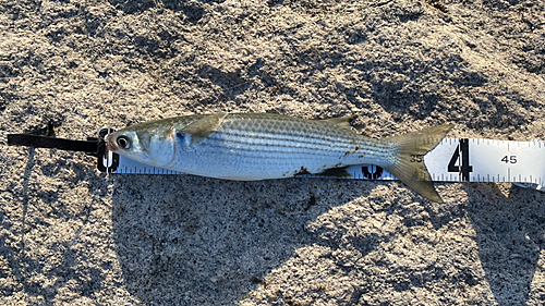 ボラの釣果