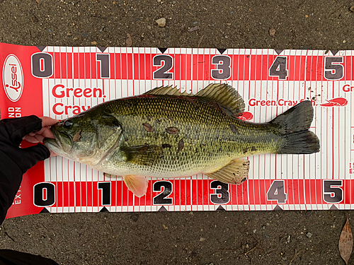 ブラックバスの釣果