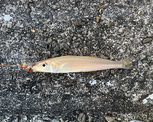 キスの釣果