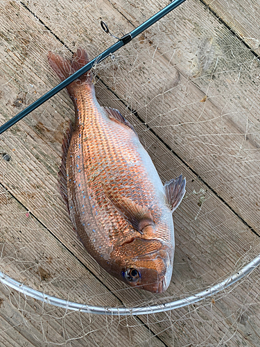 タイの釣果