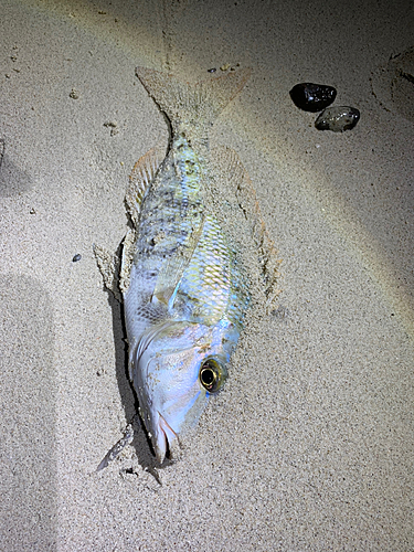 ハマフエフキの釣果