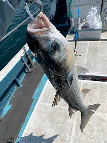 ボラの釣果