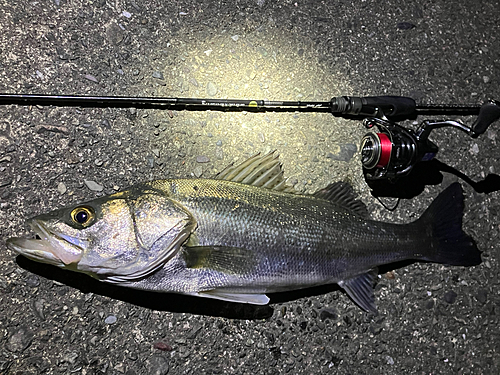 スズキの釣果