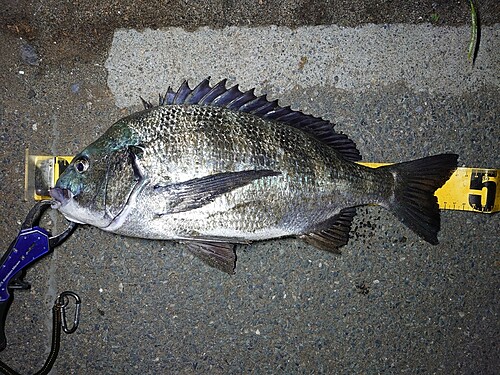 クロダイの釣果