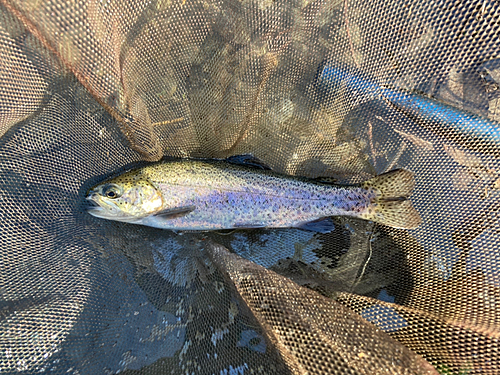 ニジマスの釣果