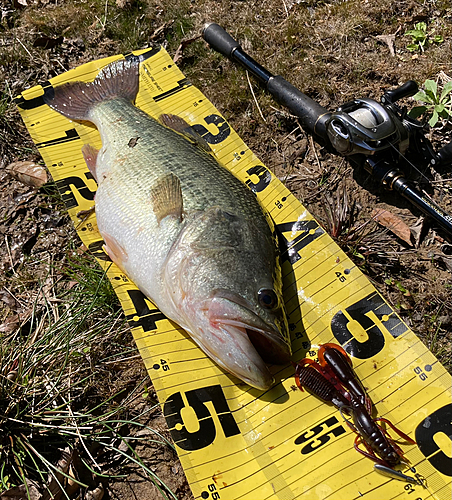 ブラックバスの釣果