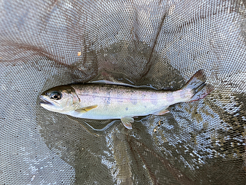 ヤマメの釣果