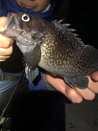 マゾイの釣果