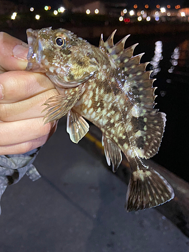 カサゴの釣果