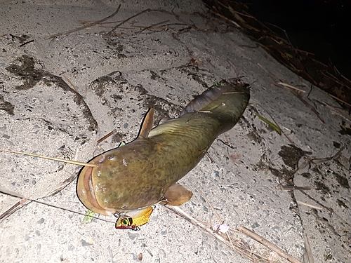 ナマズの釣果