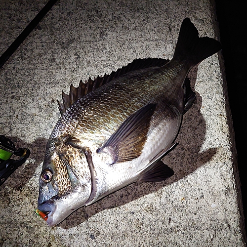 クロダイの釣果