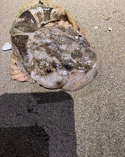 カジカの釣果