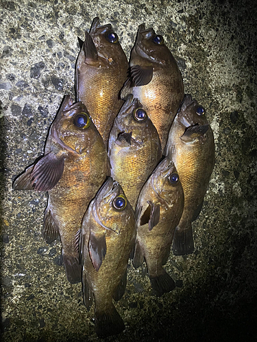 シロメバルの釣果