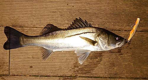 シーバスの釣果